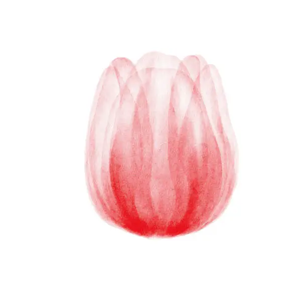 Vector illustration of Watercolor Red Tulip