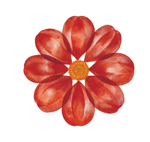 illustrations, cliparts, dessins animés et icônes de fleur rouge d’aquarelle - single flower flower marguerite white background