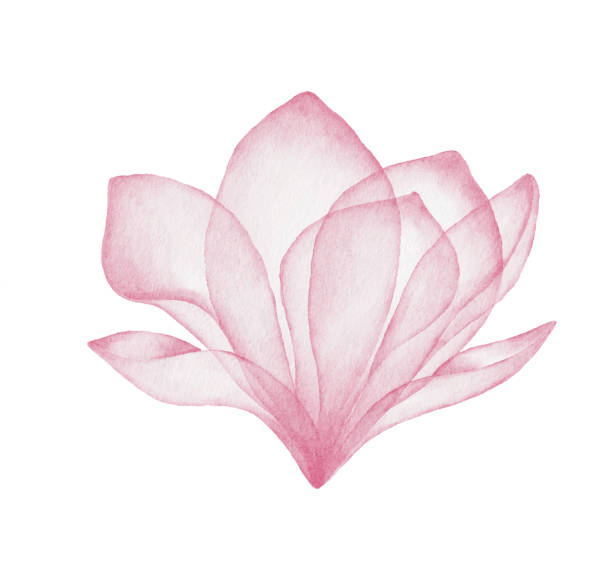 수채화 핑크 플라워 - rose pink flower single flower stock illustrations