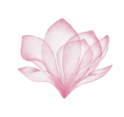 Vector illustration of pink flower.