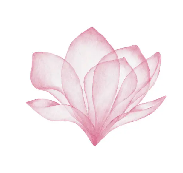 Vector illustration of Watercolor Pink Flower
