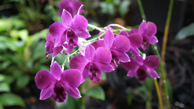Close-up Beautiful Fresh Pink Orchids