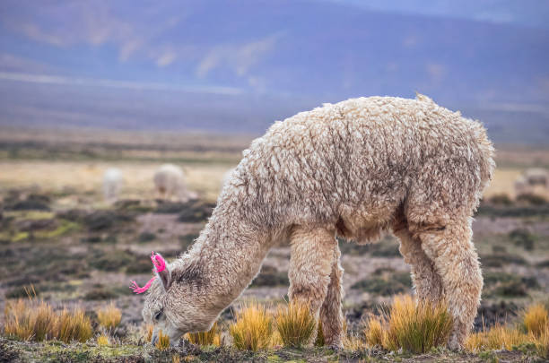 istock Alpaca in southamerican landscape. Peru 1310264126