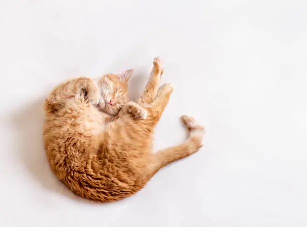 Photo of A funny cat lies on a white blanket and does stretching exercises. Copy space for text, light background. Horizontal photo.