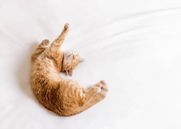Ginger cat stretching in bed on a white blanket. The cat lies on its back and shows a dab gesture with its paws.