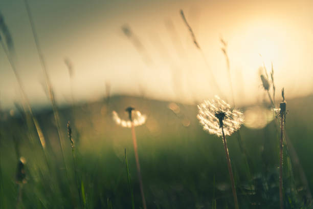 istock Green grass with dandelions in the mountains at sunset. 1310265758
