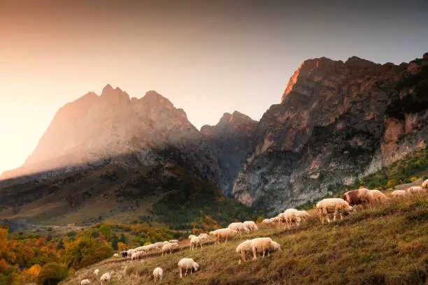 Photo of Herd of sheep grazing in the mountains at sunset.