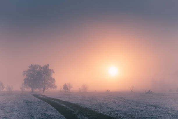 istock Misty sunrise in the winter forest. 1310265977