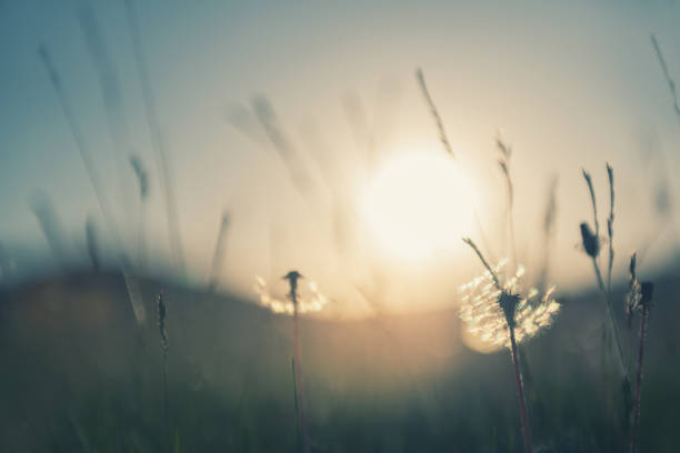 istock Green grass with dandelions in the mountains at sunset. 1310265993