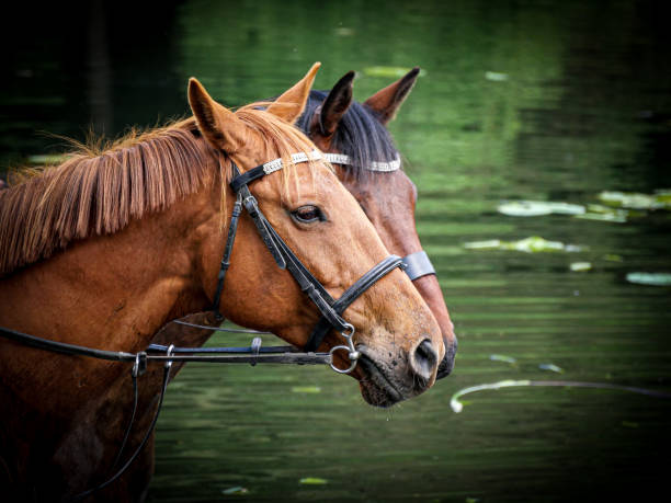 istock The horse life 1310266066