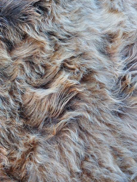 istock Animal Fur Texture Background Close-up Fluffy Cow Cattle Gray Colour Hair 1310266607