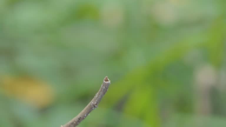 The Common Red Skimmer dragonfly perching on branch.