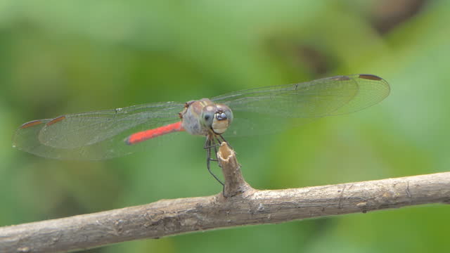 The Common Red Skimmer dragonfly perching on branch.