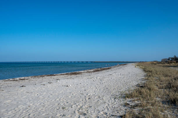 istock Spring by the beach with sun and water 1310267731