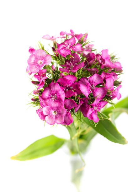 Pink sweet william flower isolated on a white background.