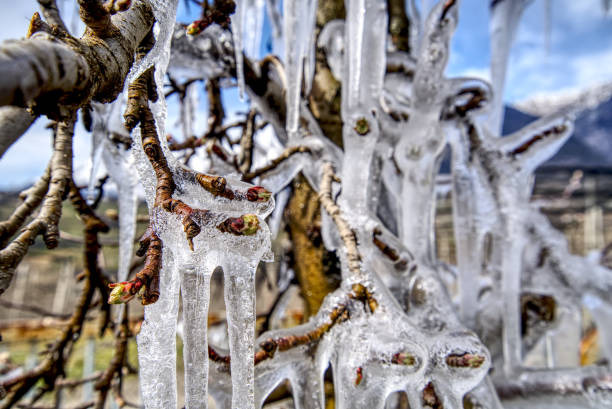 istock Selective focus shot of the sprouting tree branch covered with icicles early in spring 1310268719