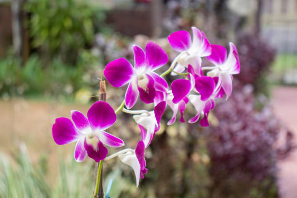 Orchid garden and cultivation