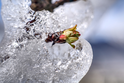 A selective focus shot of the sprouting tree branch covered with icicles early in spring
