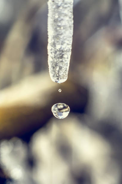 A selective focus shot of the sprouting tree branch covered with icicles early in spring