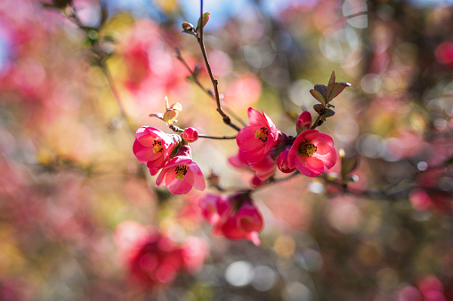 Springtime flowers japanese quince or chaenomeles japonica soft focus