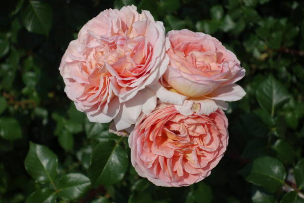 istock Three big light pink flowers of roses in May 1310270348