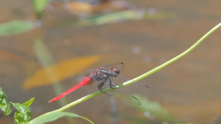 The Common Red Skimmer dragonfly perching on branch.