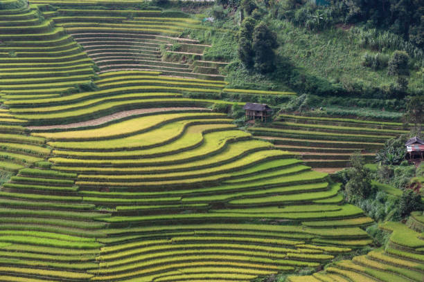 istock Terraced rice paddy field landscape of Mu Cang Chai 1310271685