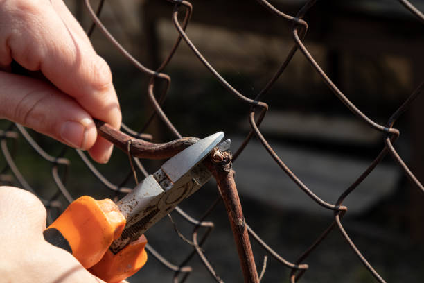 istock spring pruning of grapes,cleaning a grape bush from dry branches 1310271688