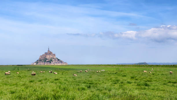 istock Saltbush in the The Mont-Saint-Michel bay 1310272383