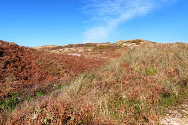 istock Sand dunes of  Hatainville in Cotentin coast 1310272765