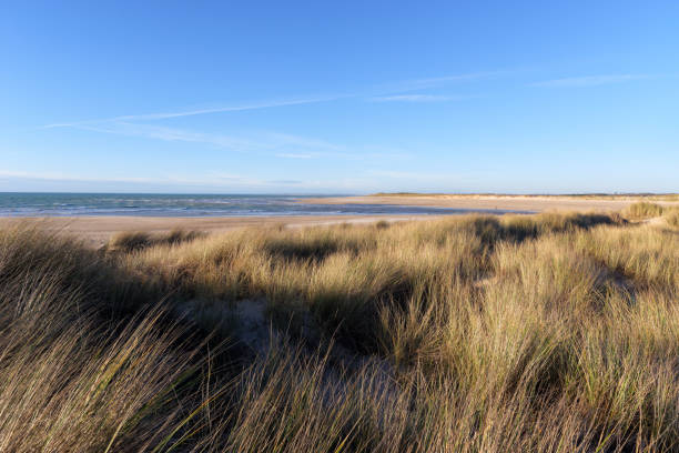 istock Sand dunes of Gefosses beach in the cotentin coast 1310272904