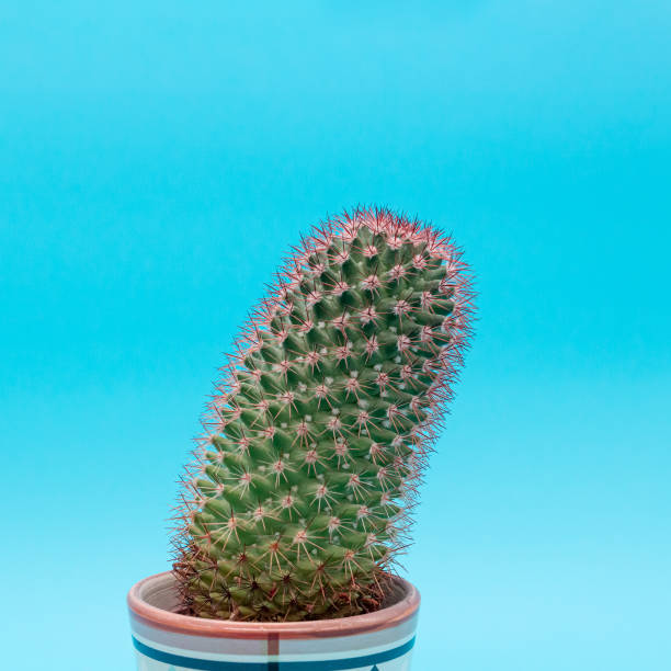 istock One small green cactus on a blue background, close up 1310272916