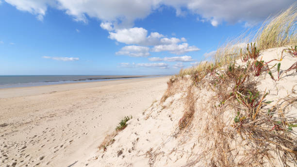 istock Sand dunes and beach in the Cotentin coast 1310274013