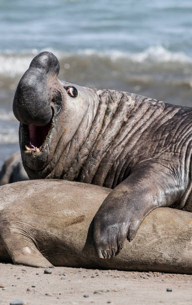 istock SEAL ELEPHANT AND HER CHILD 1310274125