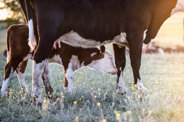 Cow with her calf