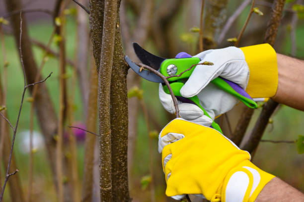 istock Hands with gloves of gardener doing maintenance work, pruning the tree 1310274665