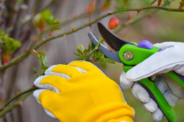 Spring pruning rose hips in the garden, gardener's hands with secateur