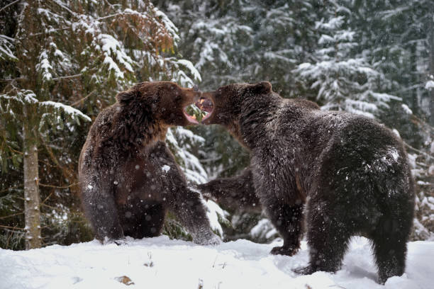 istock Close-up two angry brown bear fight in winter forest 1310274806