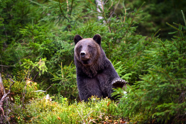istock European brown bear in the forest. Big brown bear in forest. 1310274876