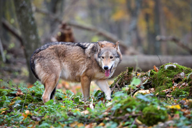 istock Wolf (Canis lupus) in autumn forest. Grey wolf in natural habitat 1310274881