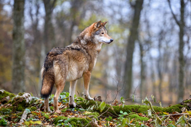 istock Wolf (Canis lupus) in autumn forest. Grey wolf in natural habitat 1310274887