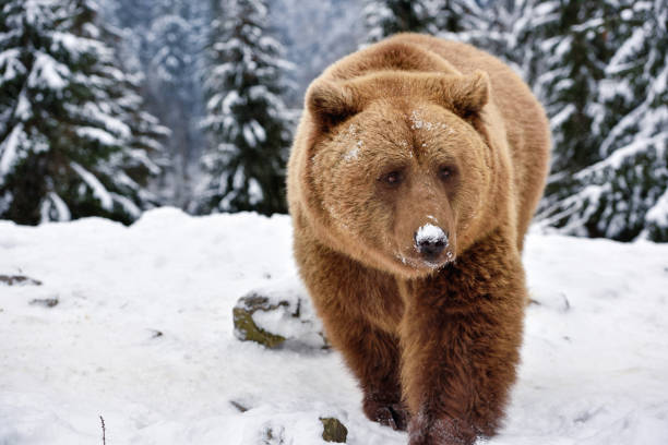 istock Wild brown bear (Ursus arctos) on the snow 1310274915