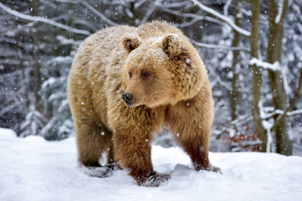 istock Brown bear (Ursus arctos) in winter forest. Snowfall. Natural habitat 1310274916