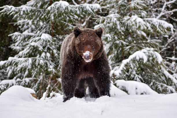 istock Brown bear (Ursus arctos) in winter forest. Snowfall. Natural habitat. Winter season. 1310274921