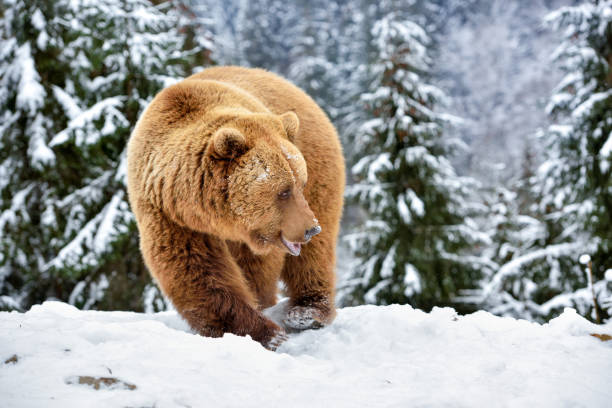 istock Wild brown bear (Ursus arctos) on the snow 1310274922