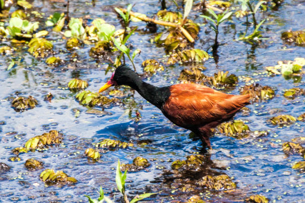 istock Wattled jacana (Jacana jacana) in Esteros del Ibera, Argentina 1310275977
