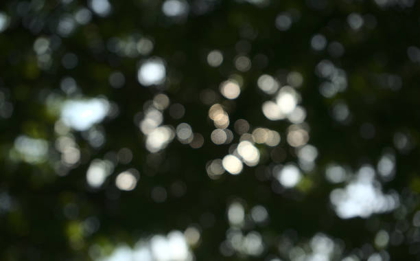 istock Nature bokeh. Natural reserved blurry leaves, plant, tree abstract texture background. Low angle, under the tree view, horizontal image style. 1310276101