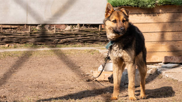 istock dog mongrel on a chain, animal abuse 1310276232