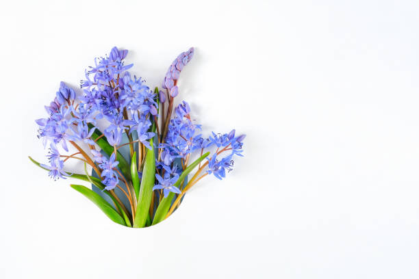 istock Frame border made with snowdrop flowers on white background 1310278013