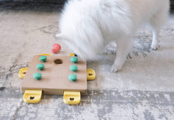 istock Dog playing Intellectual game. Training game for dogs. 1310278393